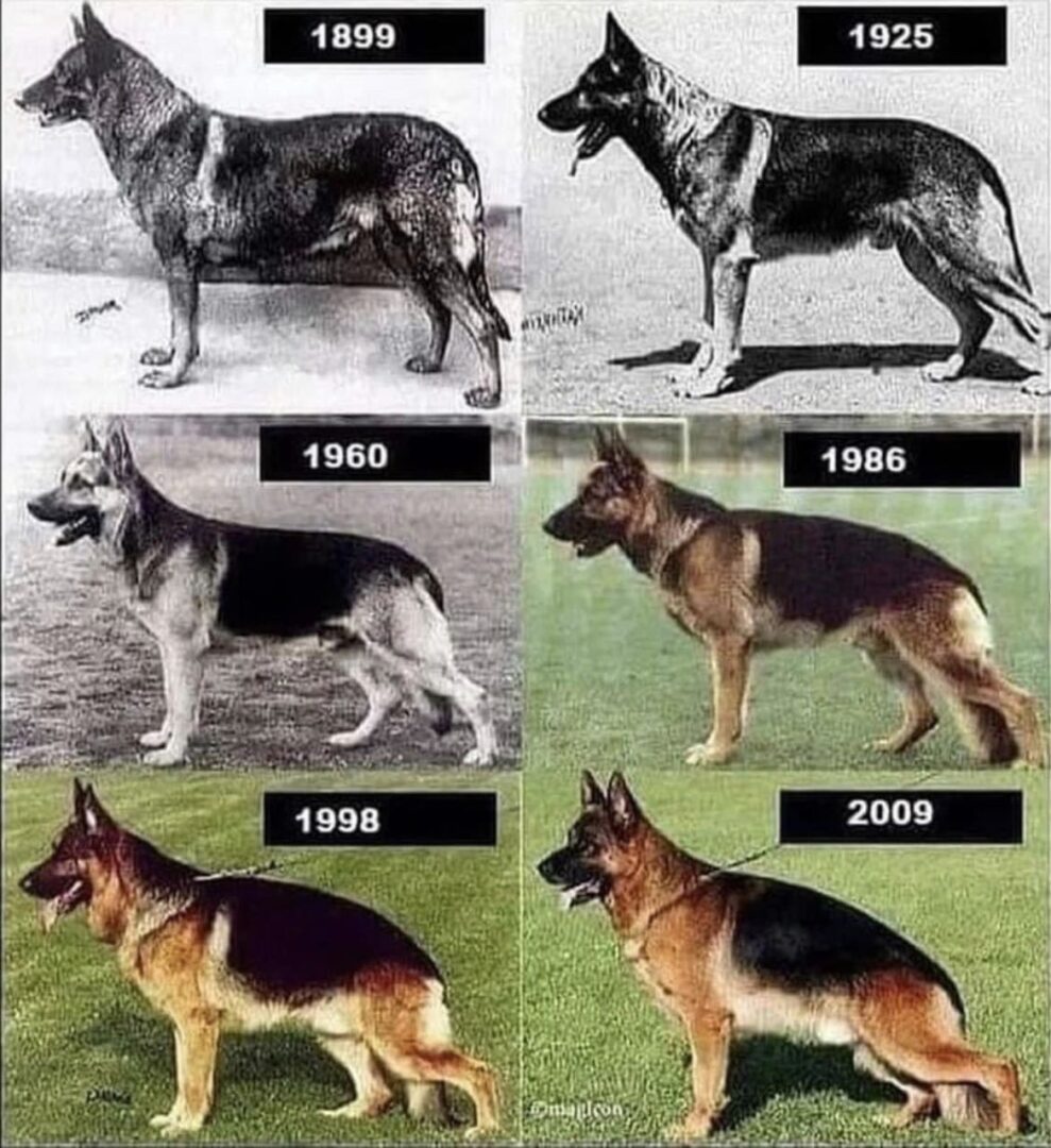 A series of pictures showing the evolution of german shepherd dogs.