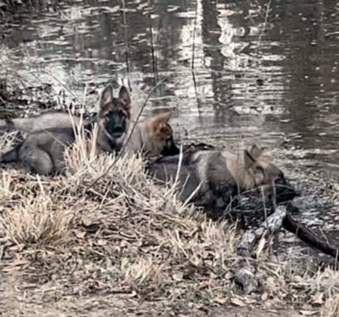 A couple of dogs laying on the ground by some water.