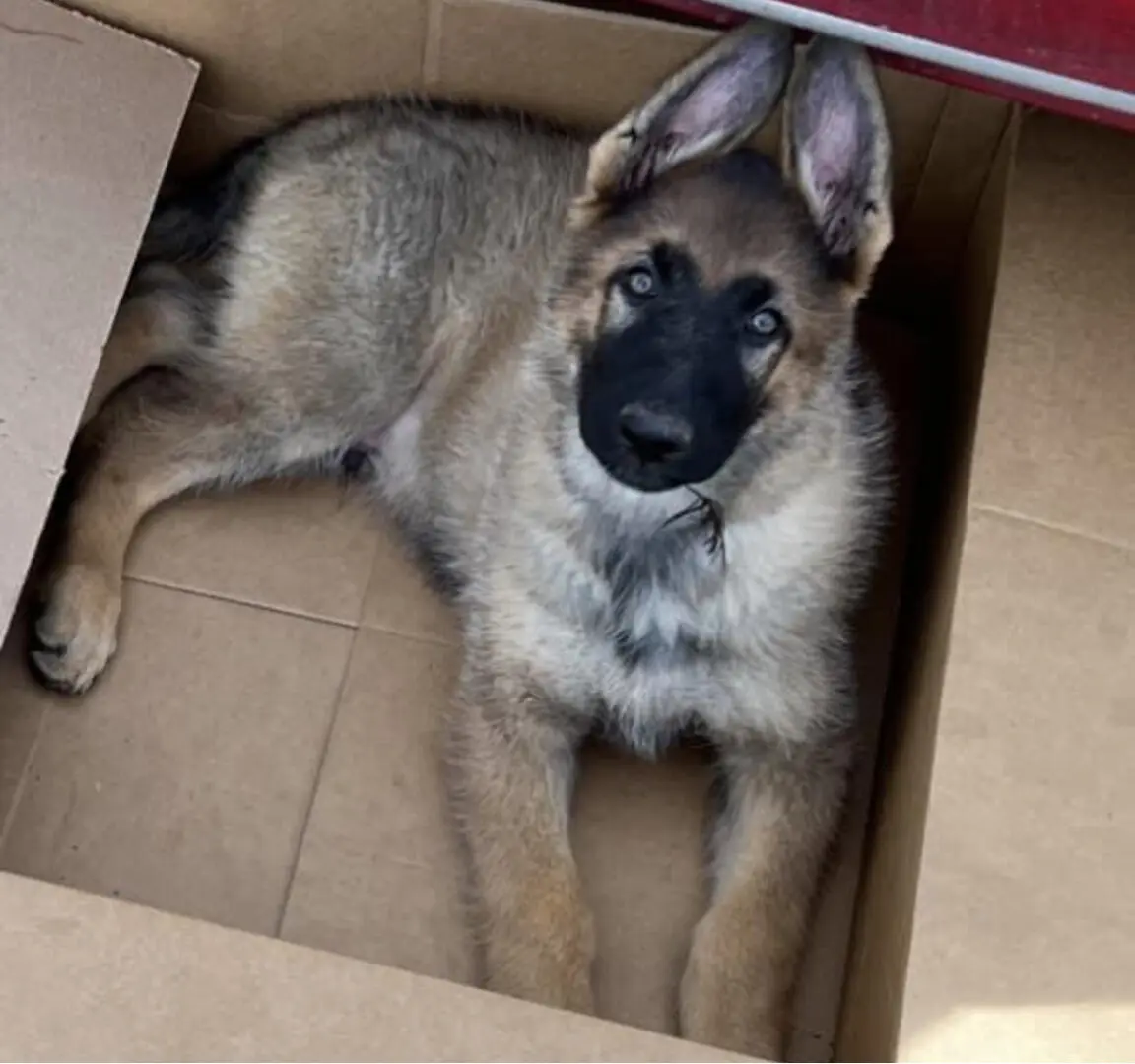 A puppy is laying in the box on the floor.