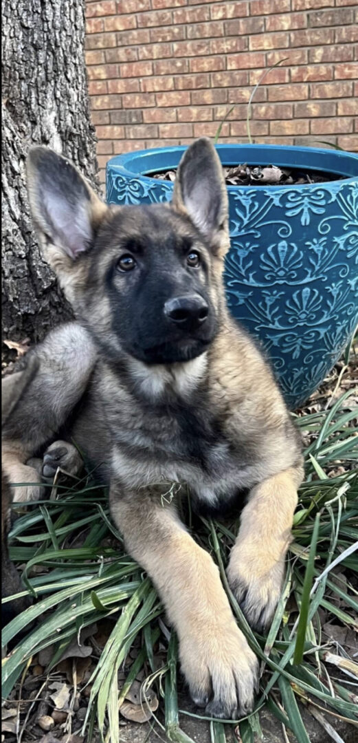 A german shepherd puppy sitting in the grass.