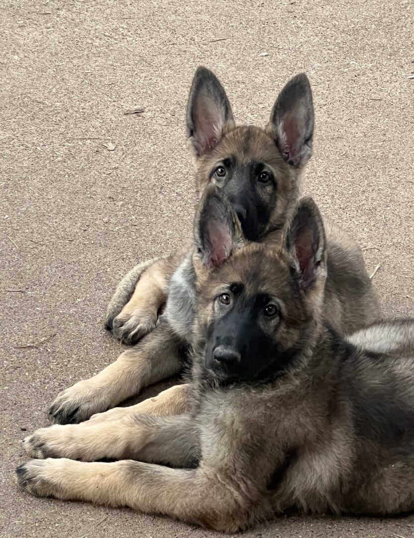 Two german shepherd puppies laying on the ground.