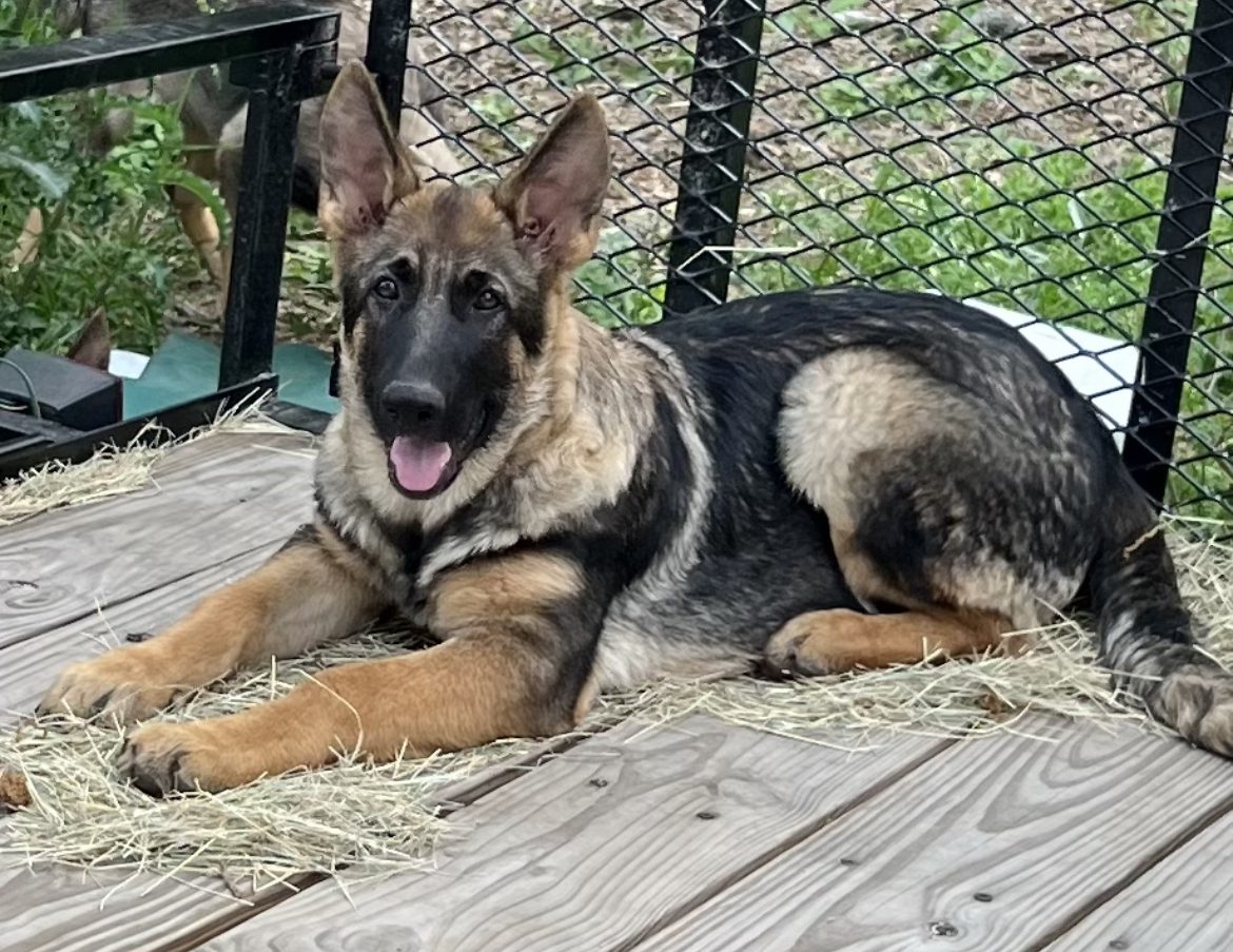 A german shepherd laying on the ground outside.