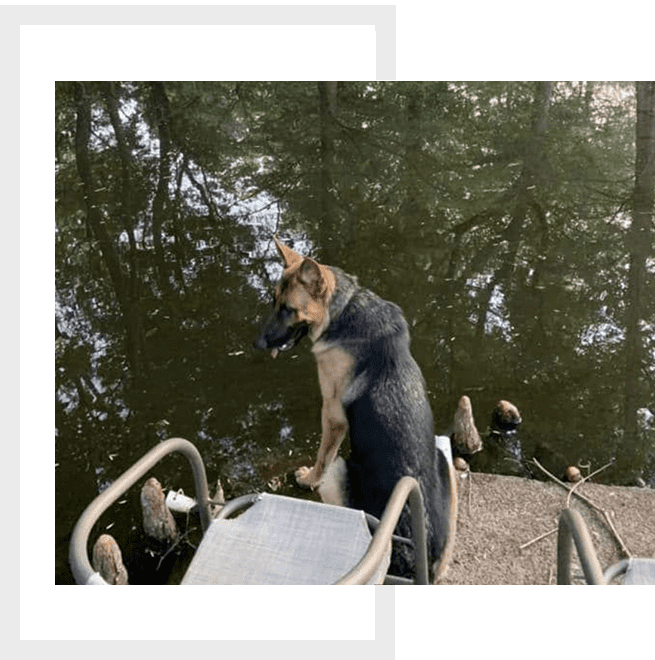 A dog standing on top of a pile of chairs.