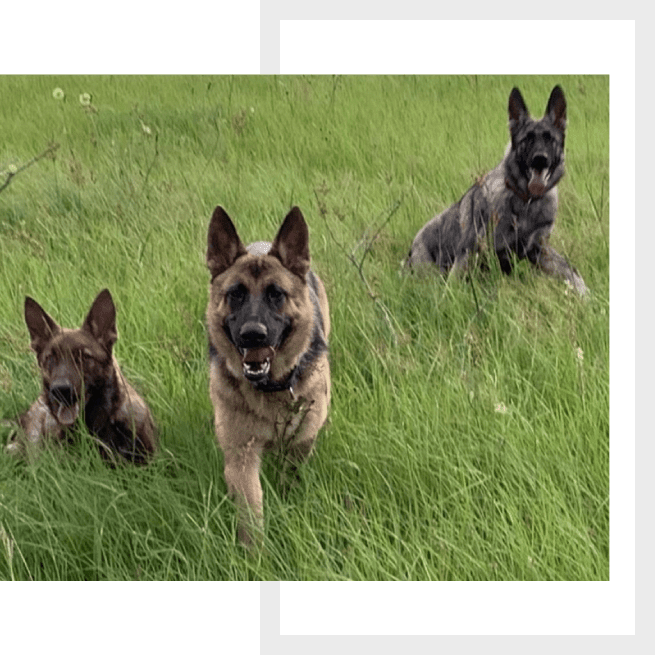 Three dogs in a field with grass