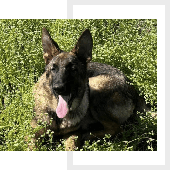 A dog laying in the grass with its tongue hanging out.