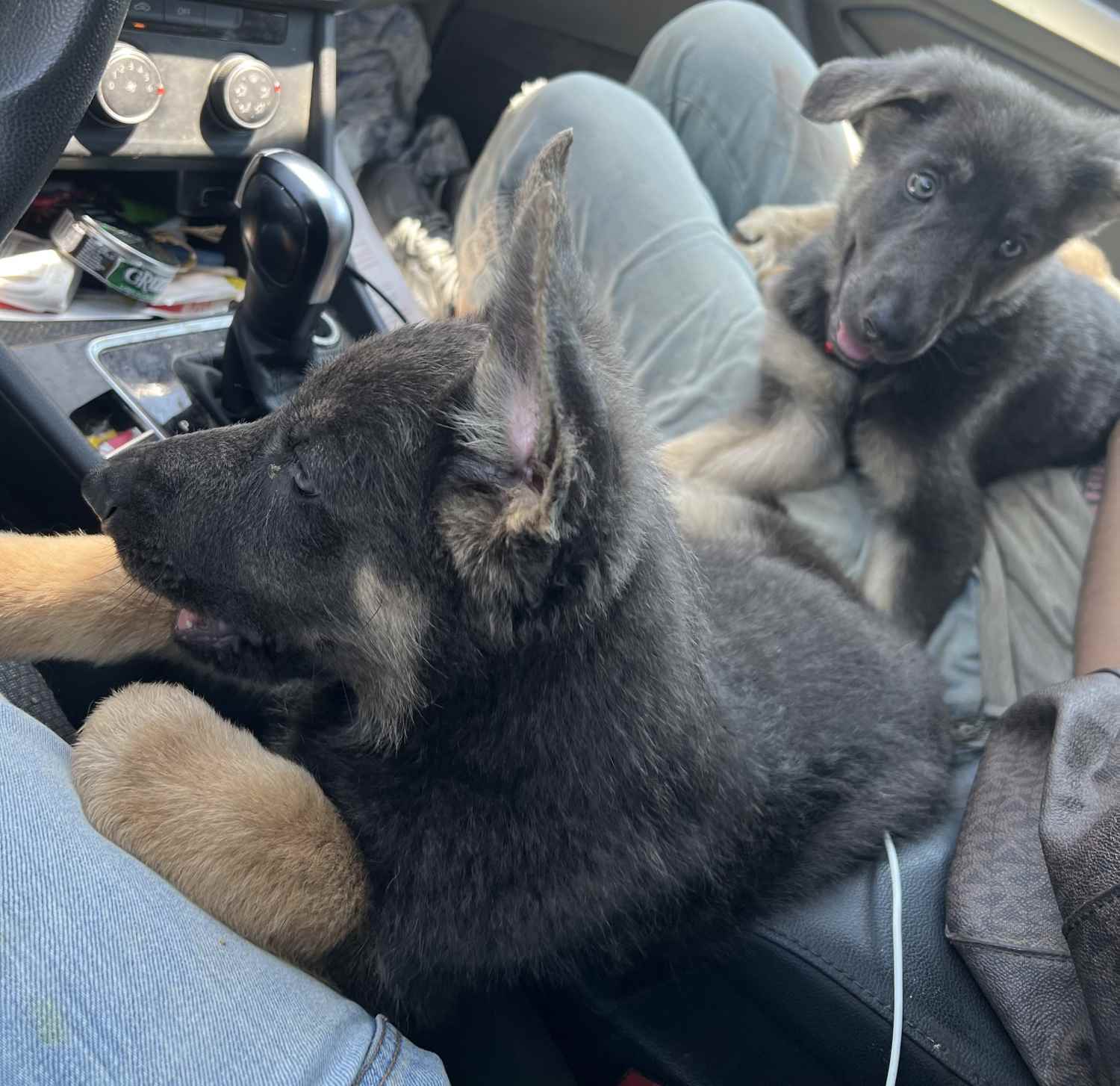 Two dogs are sitting in the back of a car.