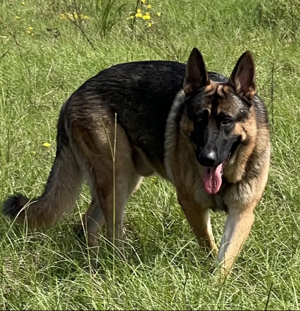 A german shepherd dog standing in the grass.