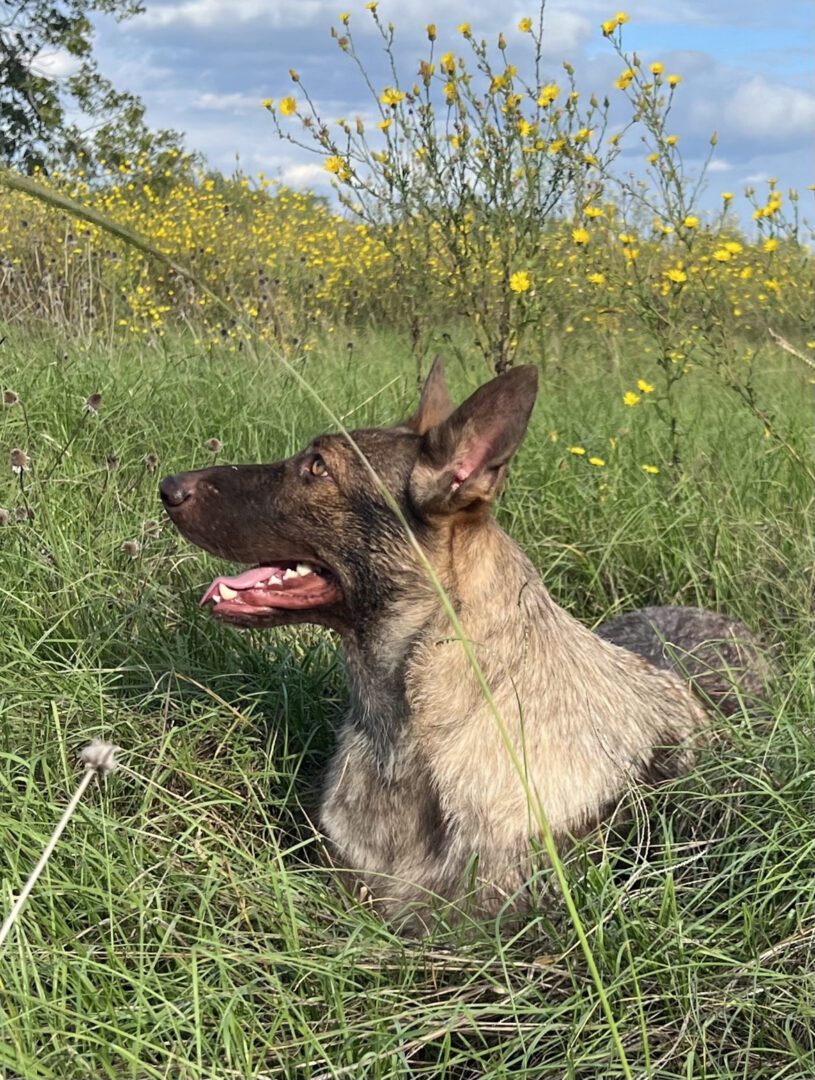 A dog laying in the grass with its head up.