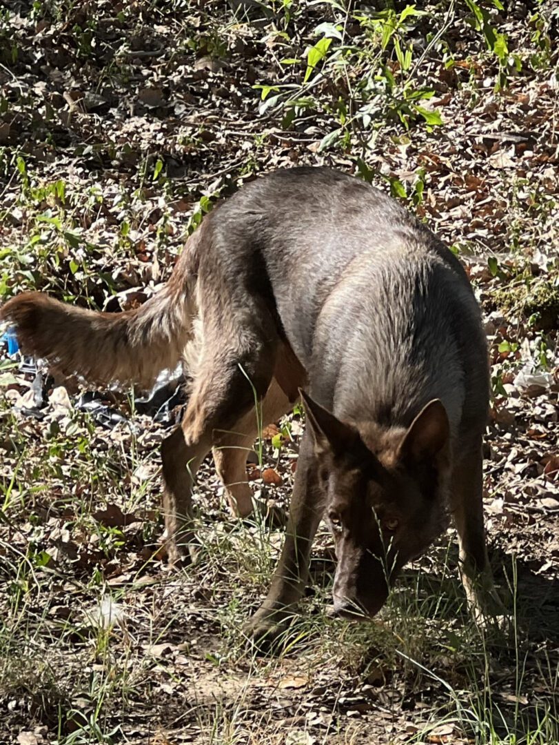 A dog and cat are eating some leaves.