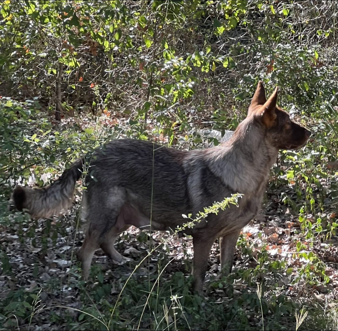 A dog and cat in the woods near some bushes