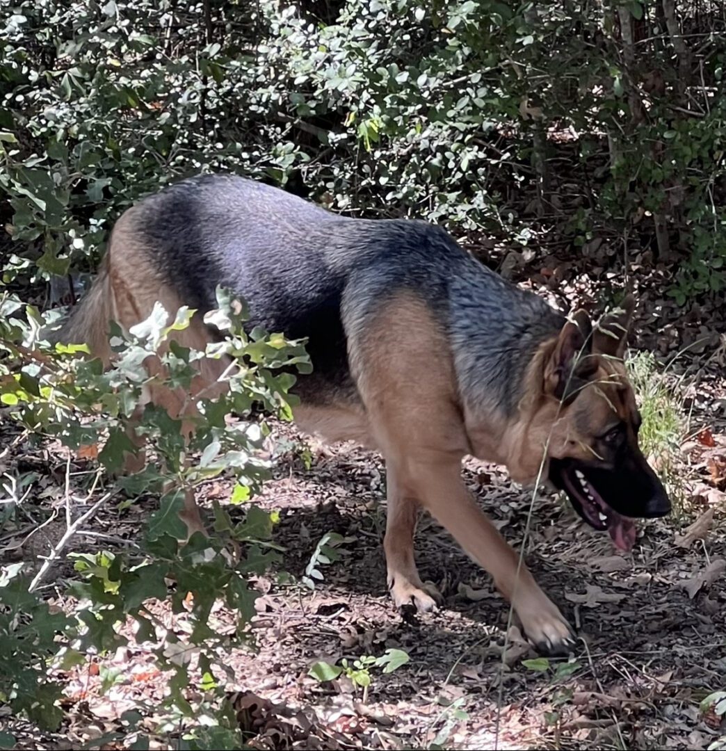 A dog is walking through the woods with its mouth open.