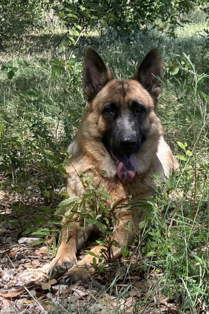 A dog sitting in the grass with its tongue hanging out.