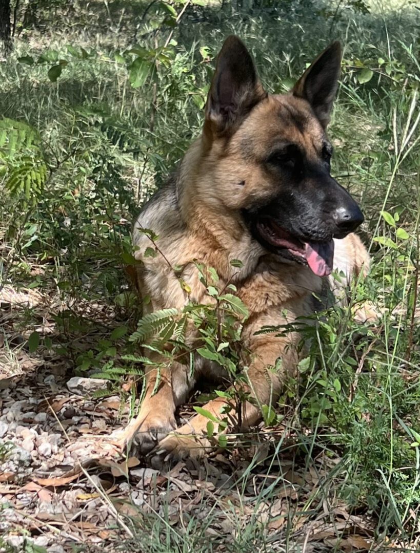 A dog sitting in the grass and some bushes