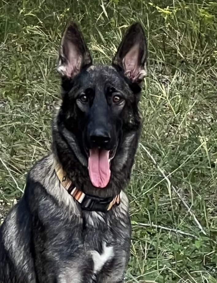 A black dog with a collar sitting in the grass.