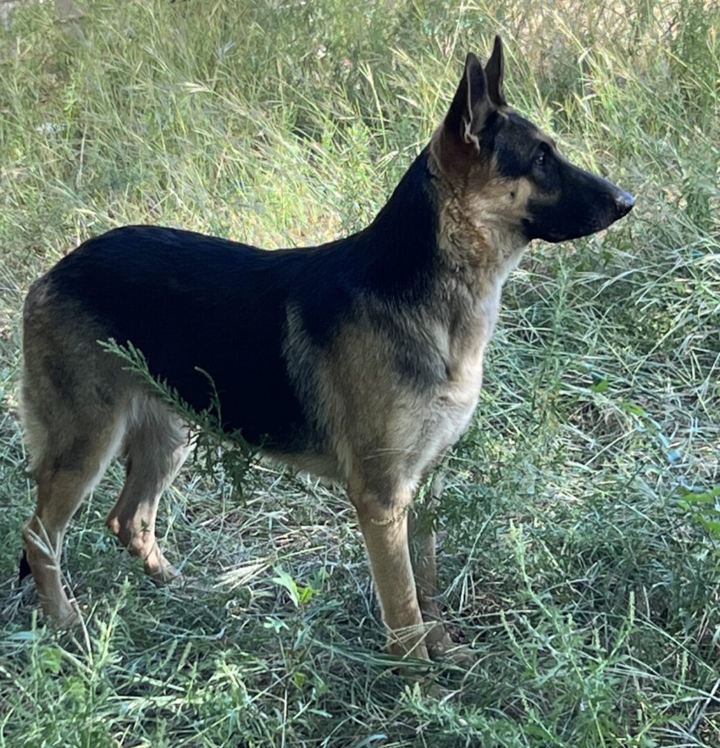 A german shepherd standing in the grass.