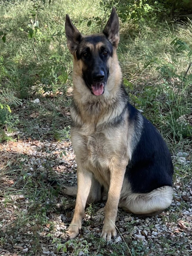 A german shepherd sitting in the grass.