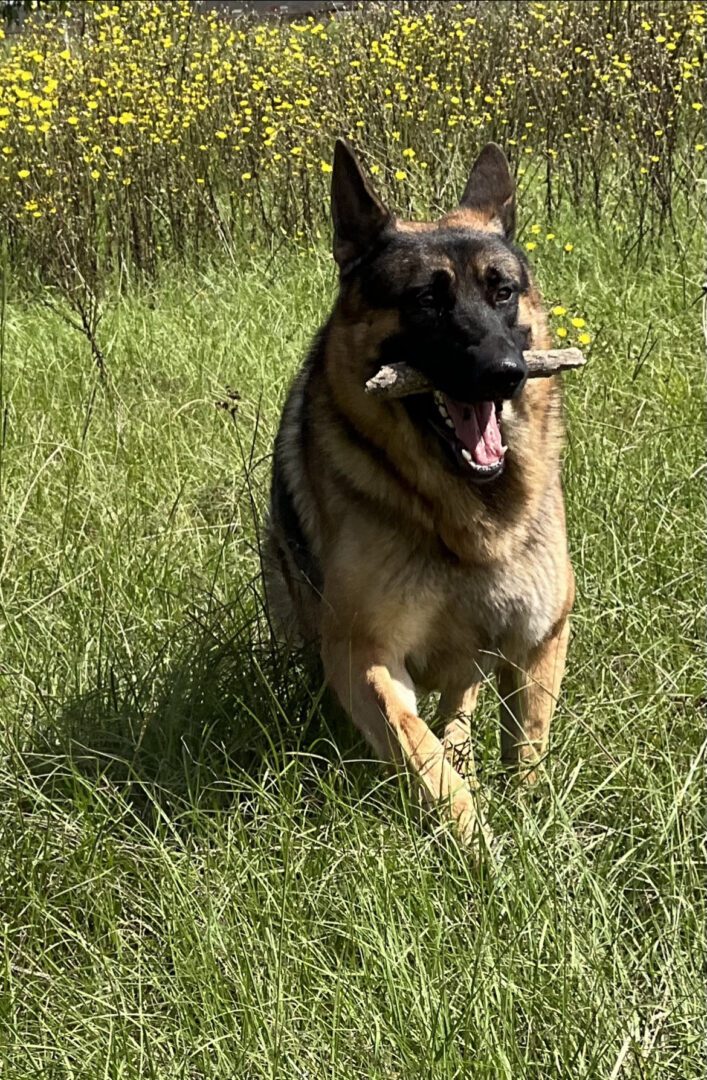 A german shepherd dog is sitting in the grass.