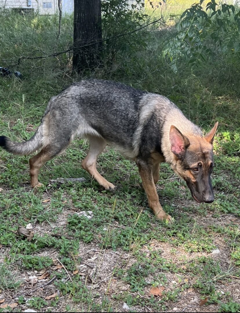 A dog is standing in the grass near some trees.