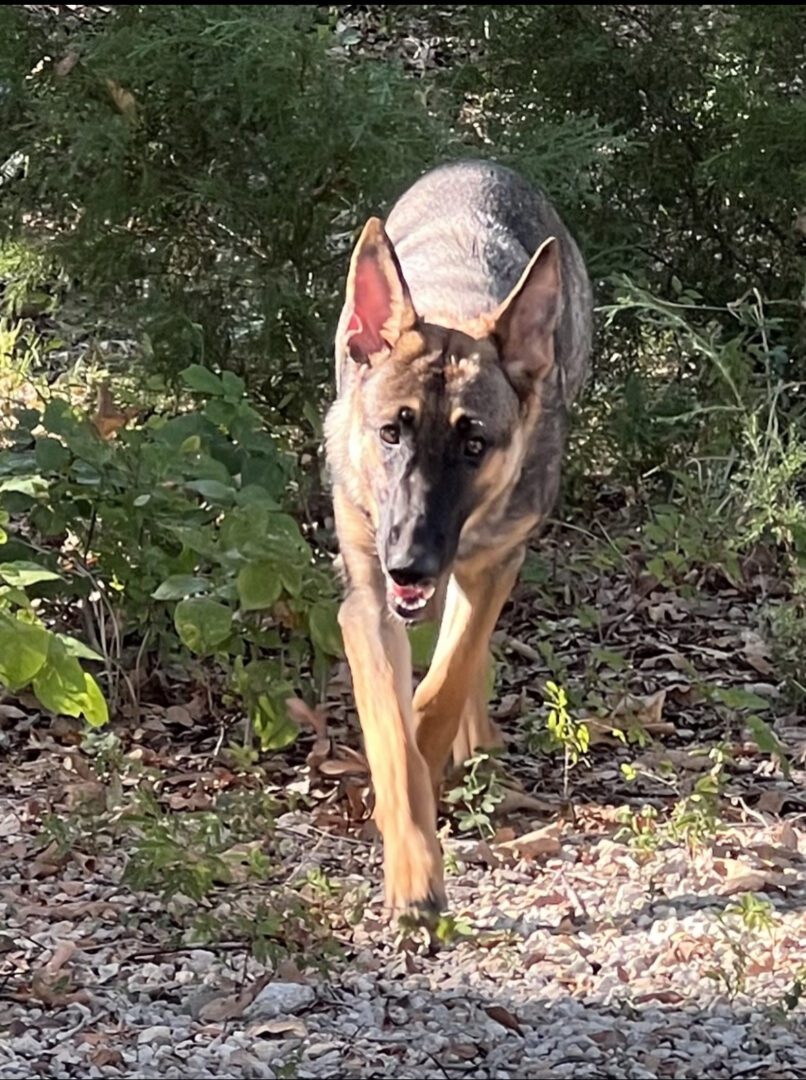 A dog walking in the woods with trees behind it.