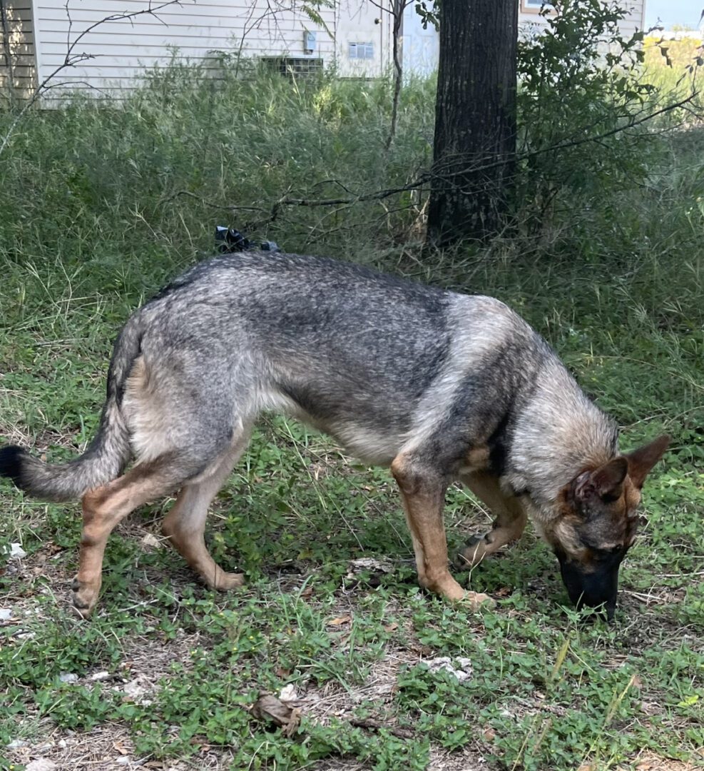 A dog is sniffing the ground in front of some trees.