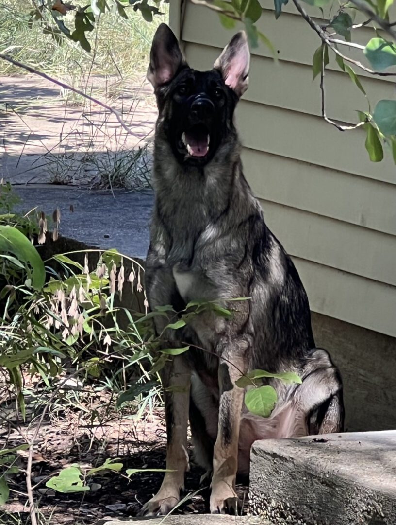 A black and brown dog standing in front of a house.