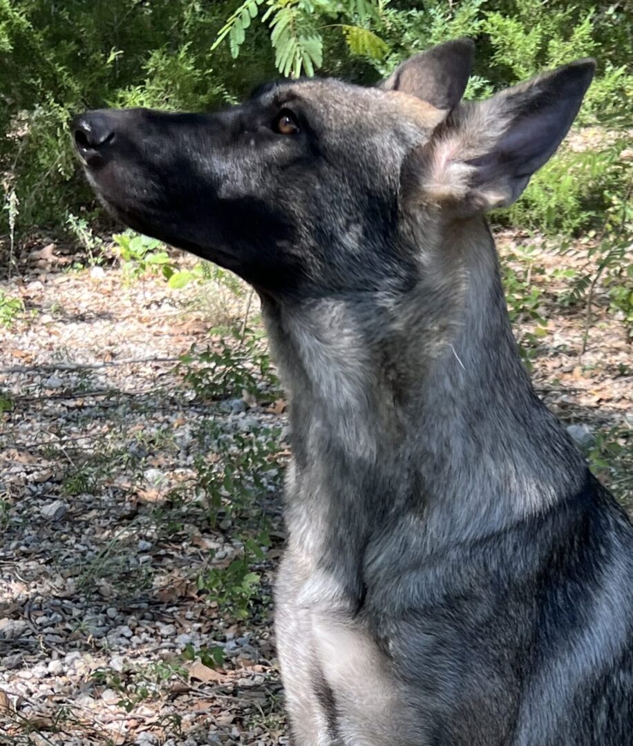 A dog sitting in the grass looking up at something.