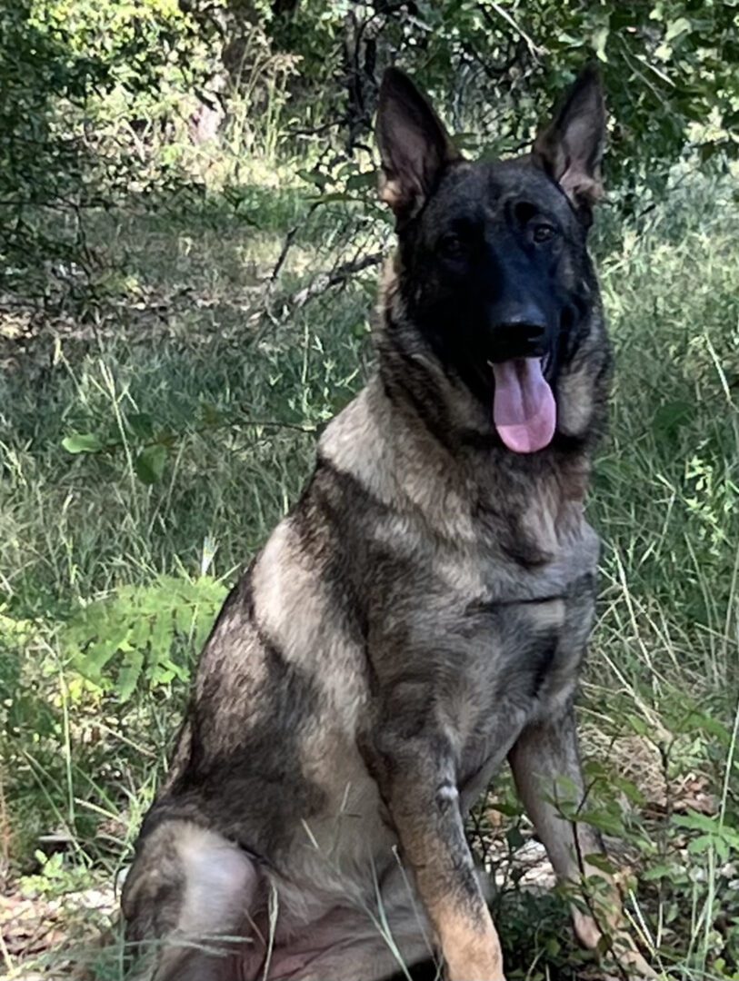 A german shepherd sitting in the grass with its tongue hanging out.