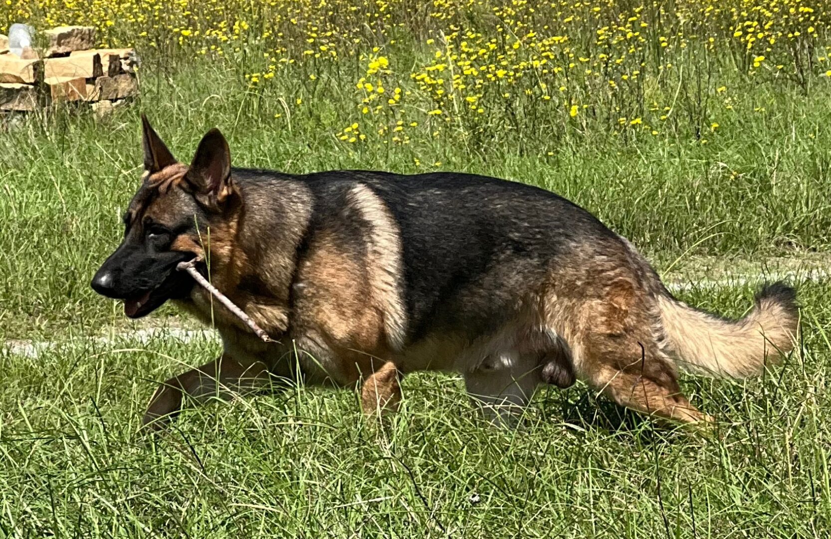 A german shepherd dog is playing with a stick.