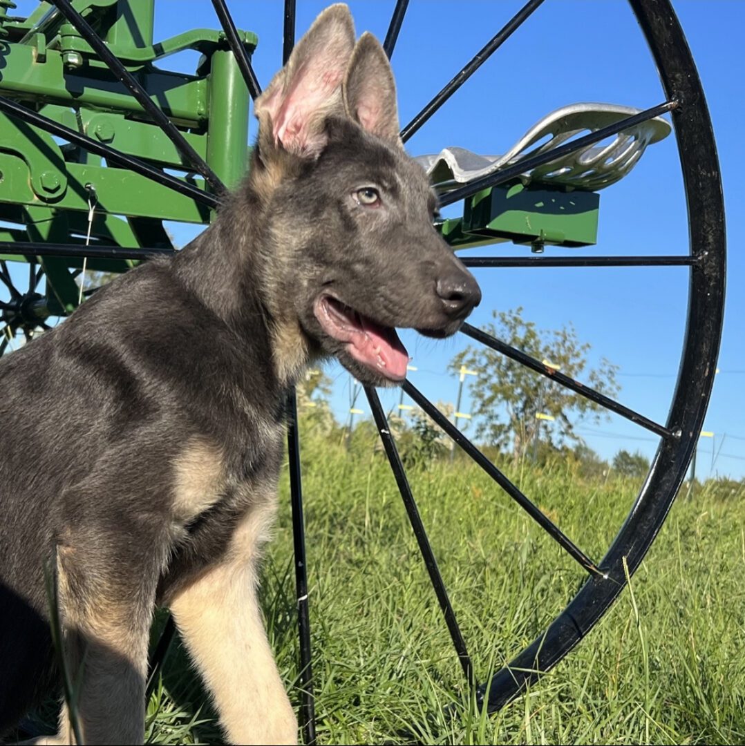 A dog standing in the grass near a wheel.