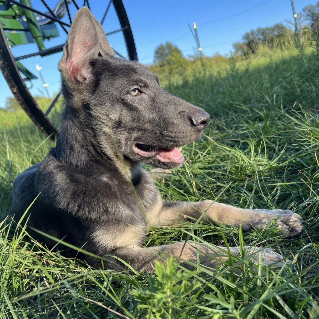 A dog laying in the grass with its mouth open.