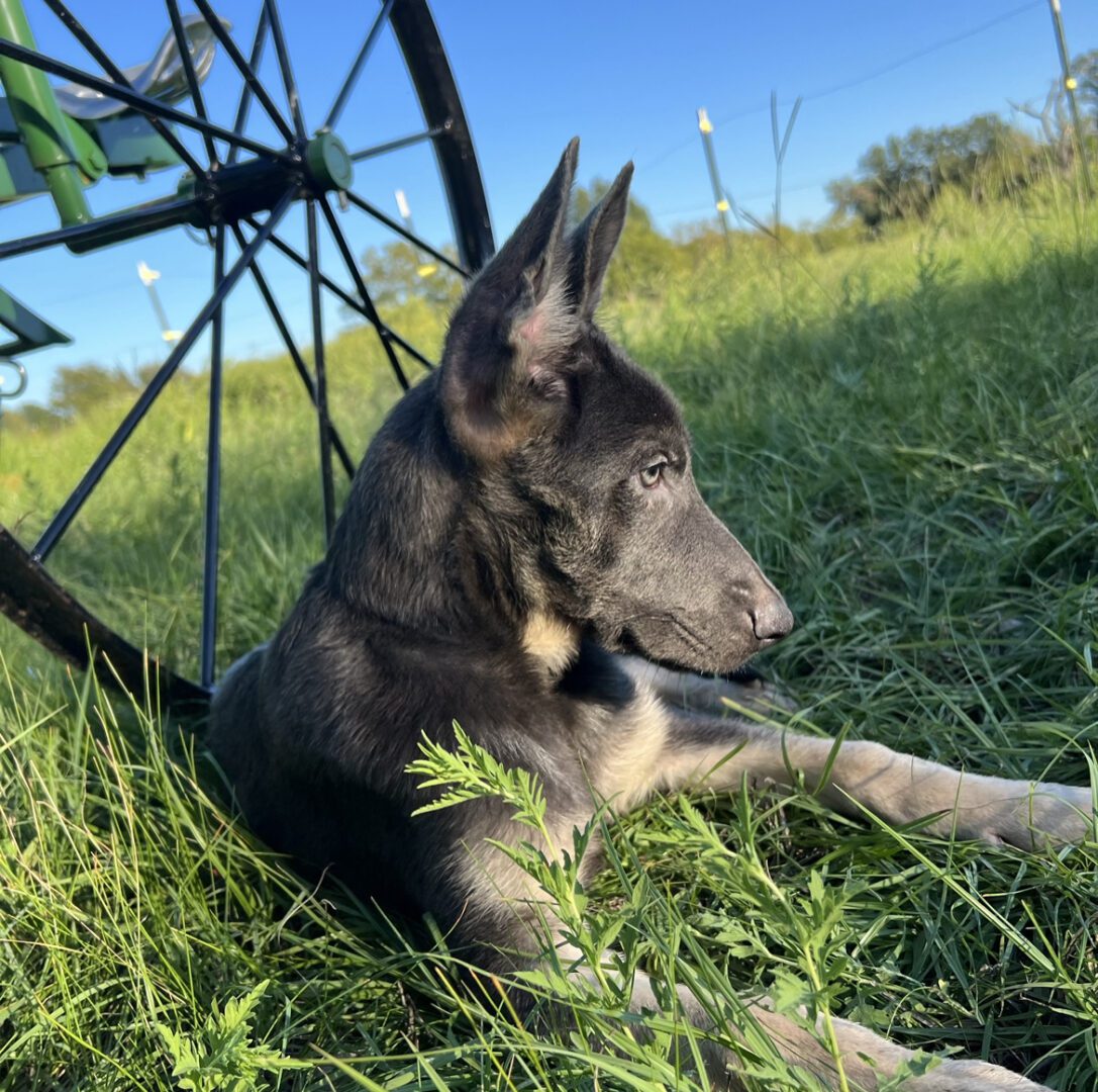 A dog laying in the grass under an umbrella.