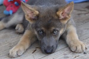 A puppy is laying on the ground looking sad.