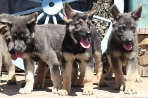 Three german shepherd puppies standing next to each other.