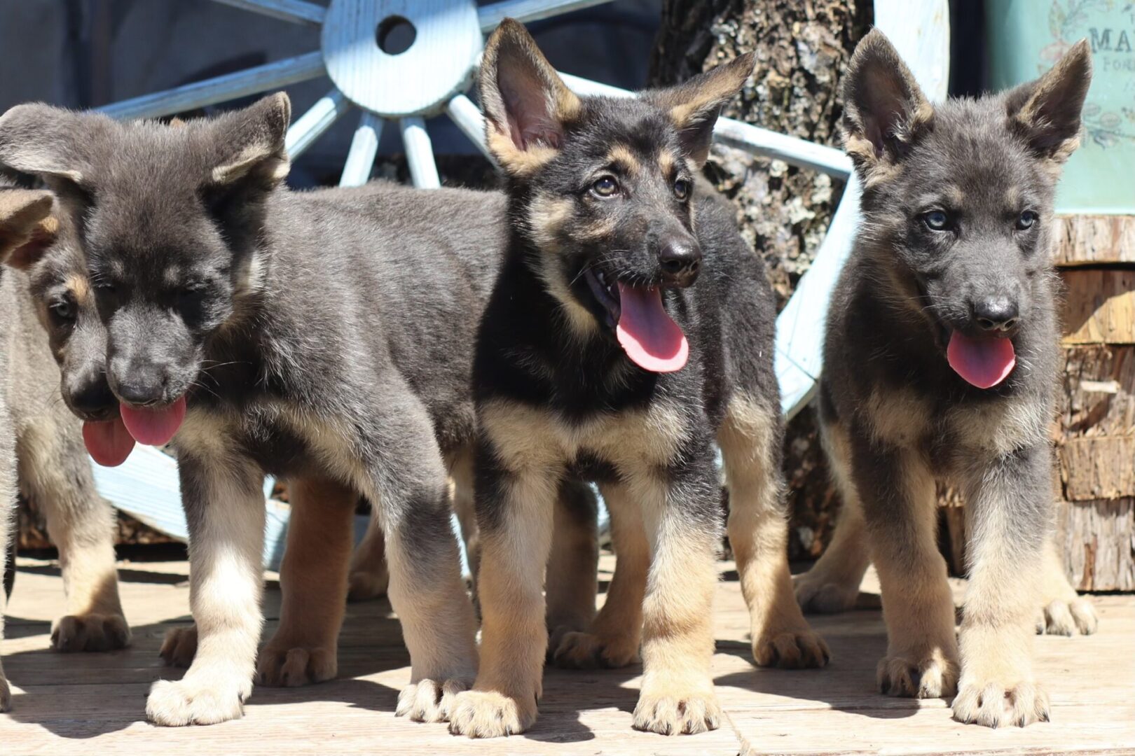 Three german shepherd puppies standing next to each other.