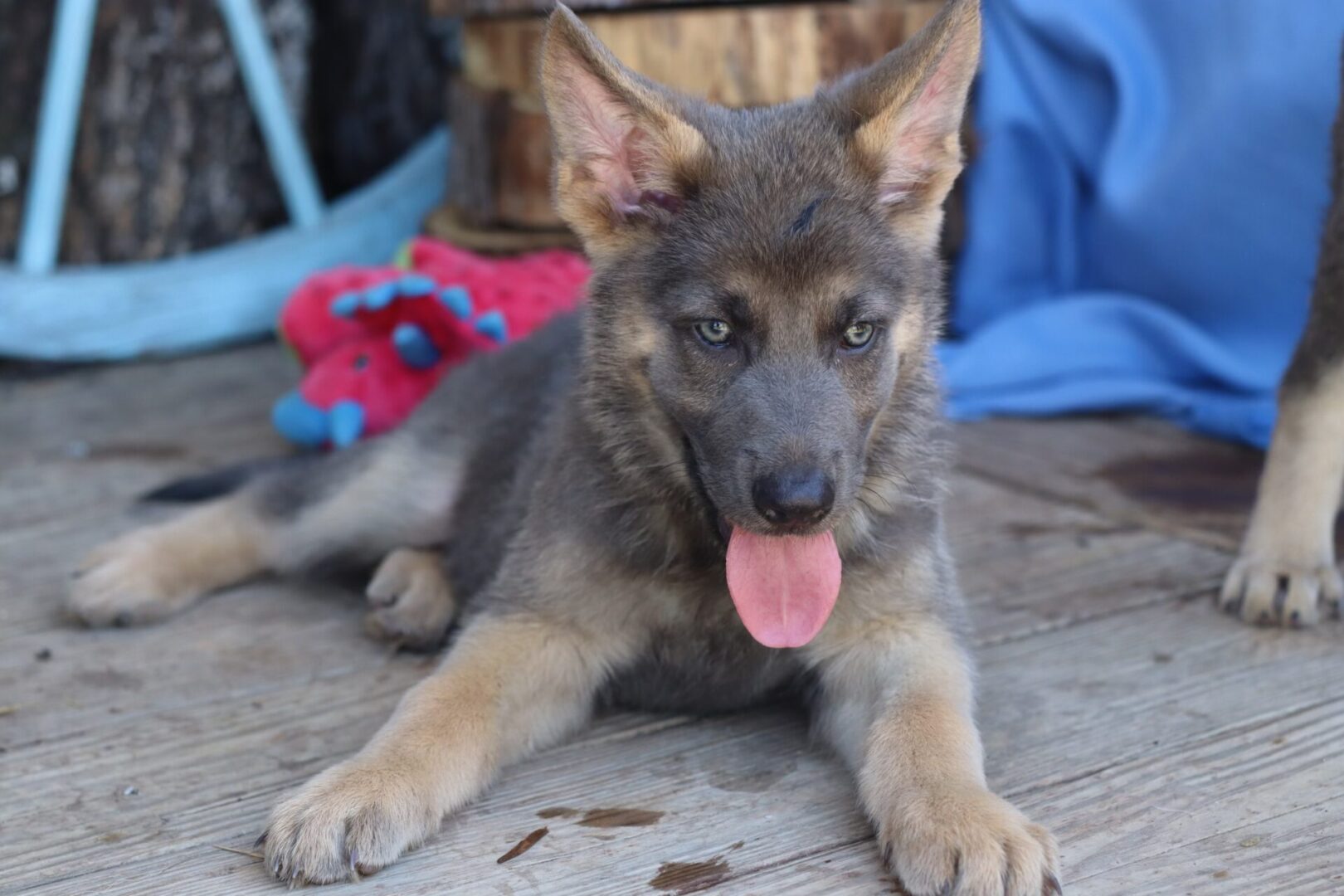 A german shepherd puppy laying on the ground.