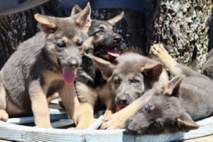 A group of puppies are laying in the dirt.