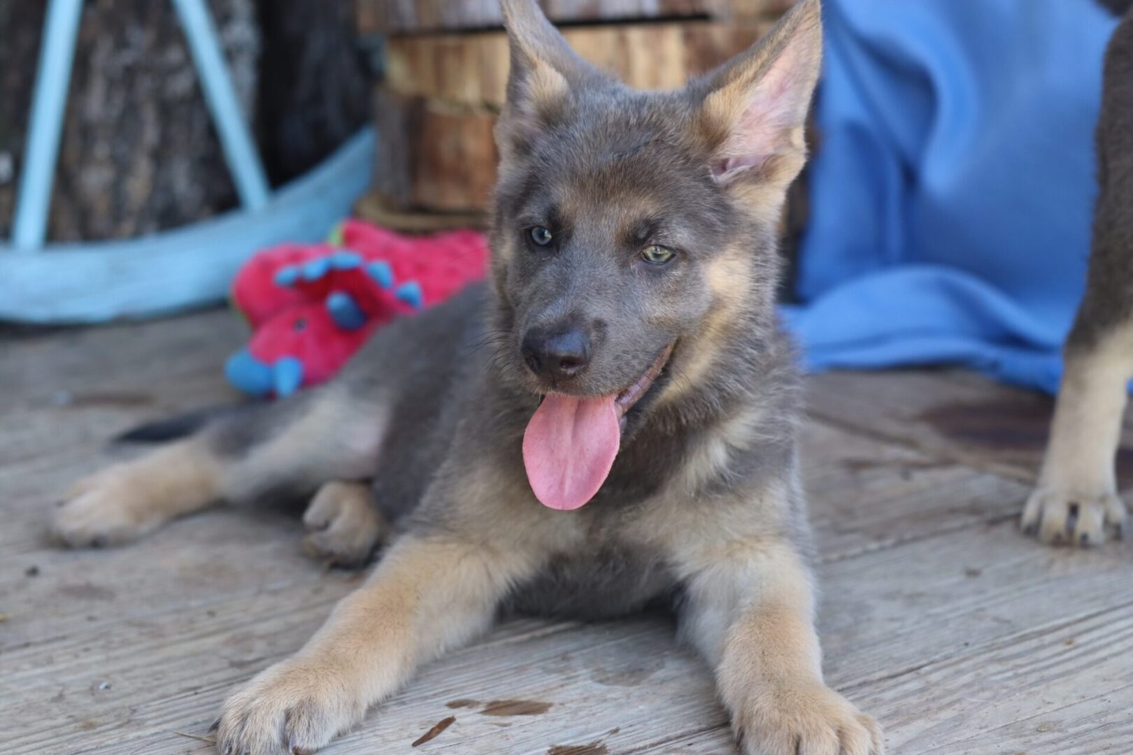 A german shepherd puppy is laying on the ground.