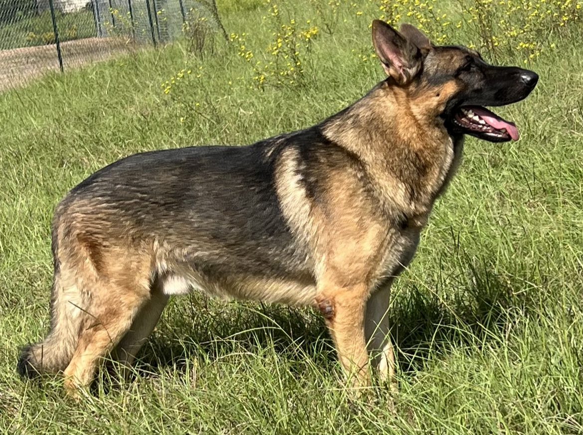 A german shepherd standing in the grass.