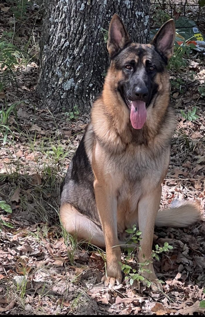 A dog sitting in the dirt near a tree.