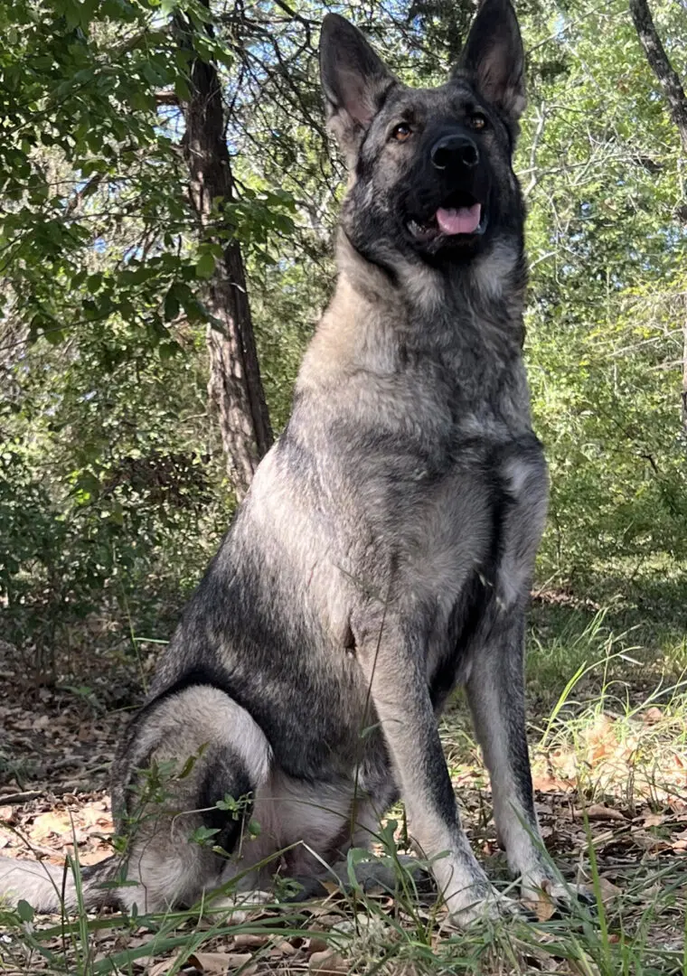 A large dog standing in the woods with trees