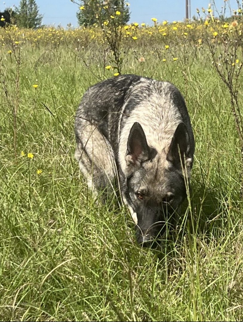 A dog is walking through the grass in the wild.