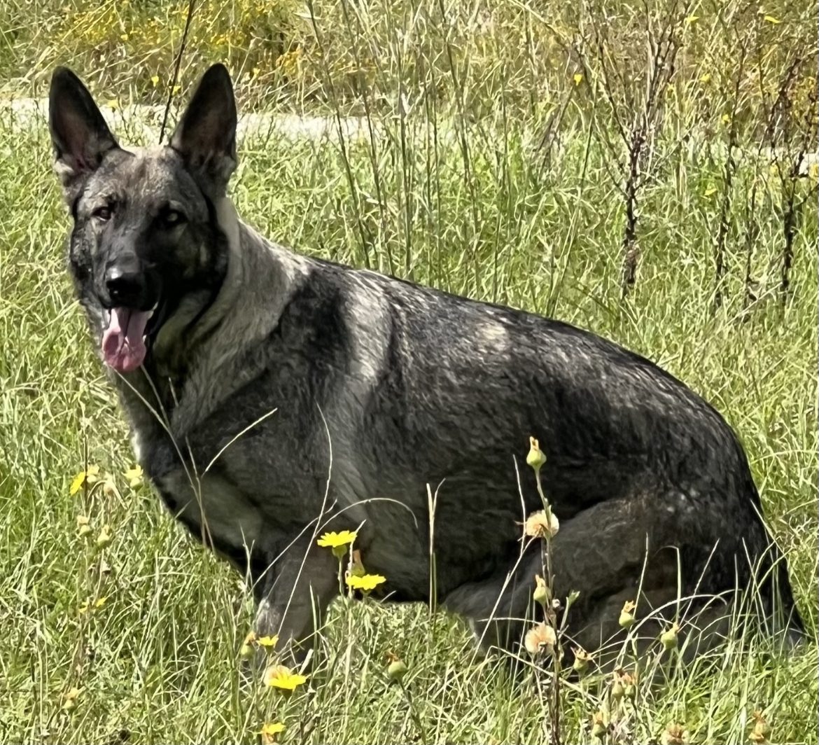 A black german shepherd sitting in the grass.