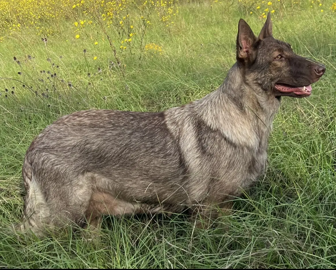 A german shepherd dog laying in the grass.