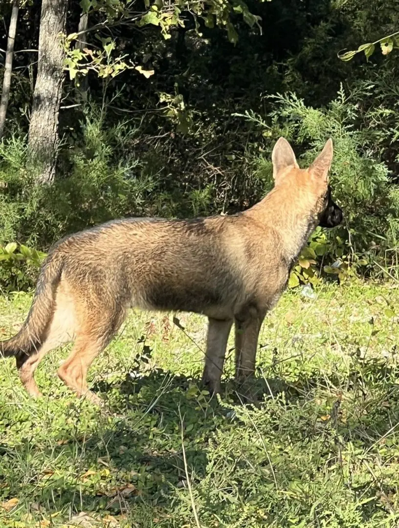 A dog standing in the grass near some trees.