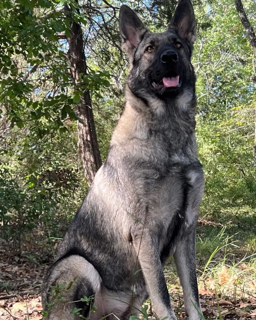 A large dog standing in the grass near trees.