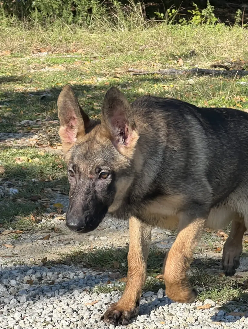 A dog walking in the grass near some water.