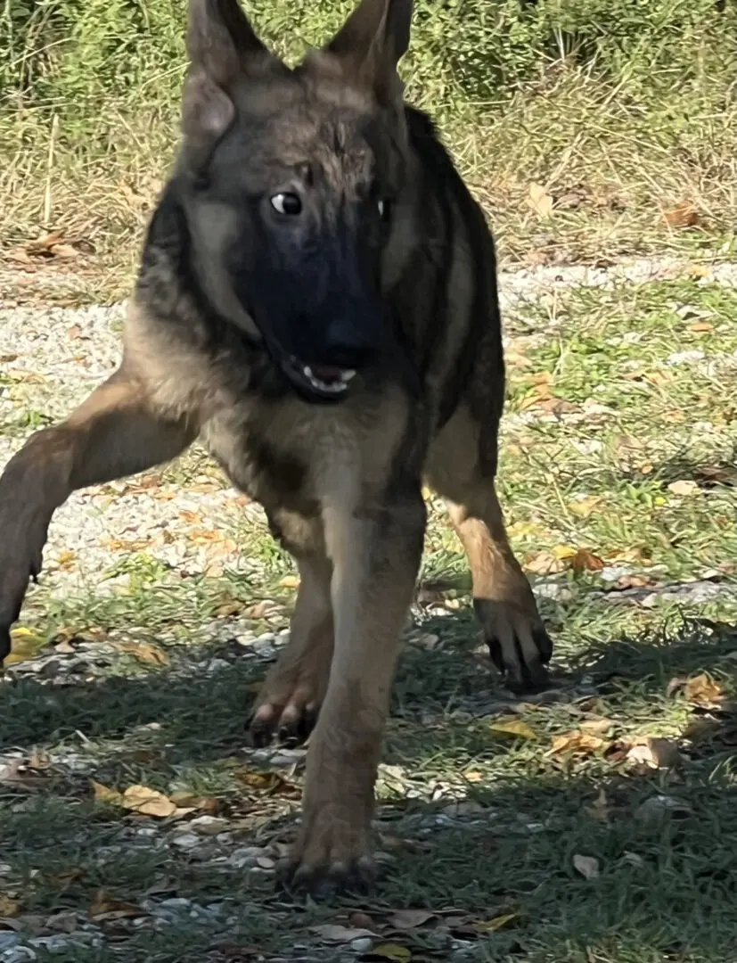 A dog is running in the grass.