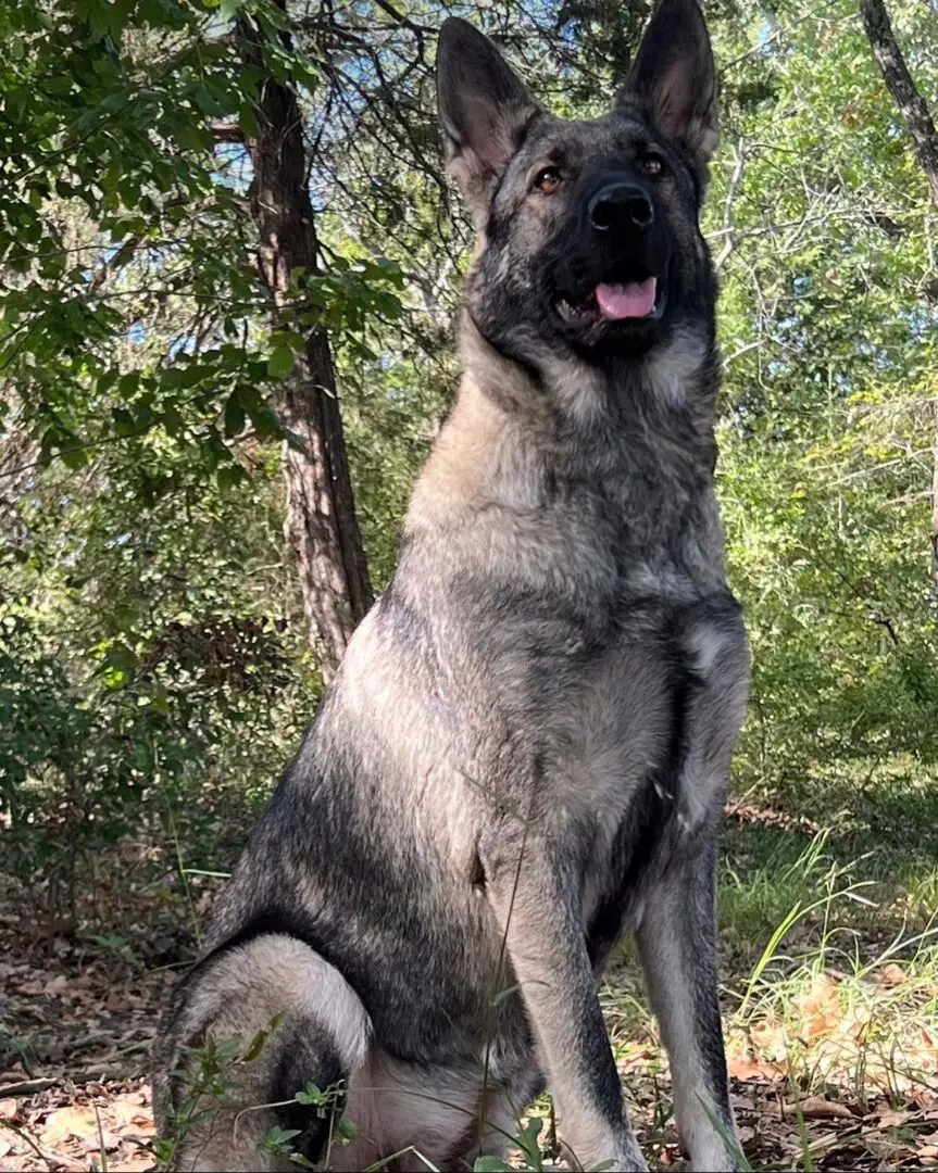 A large dog sitting in the grass near trees.