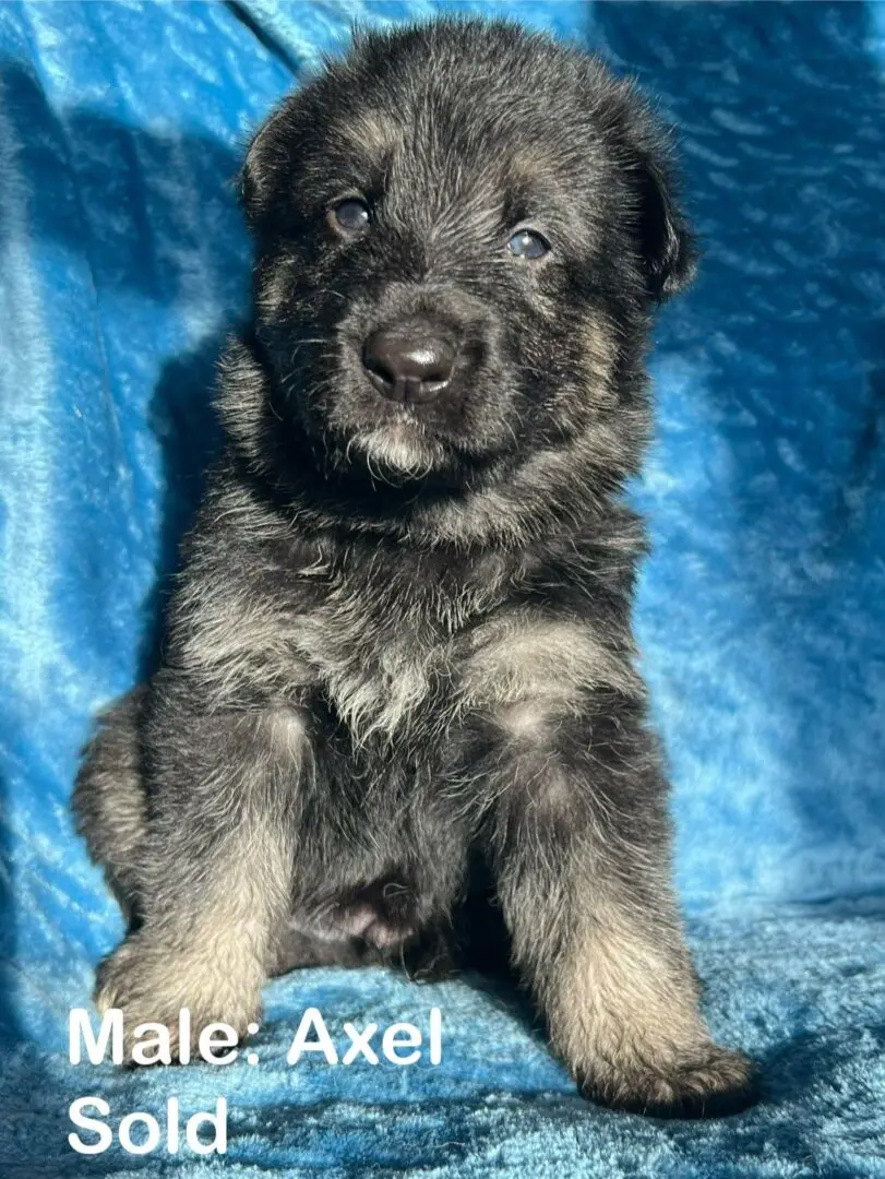 A puppy sitting on top of a blue blanket.