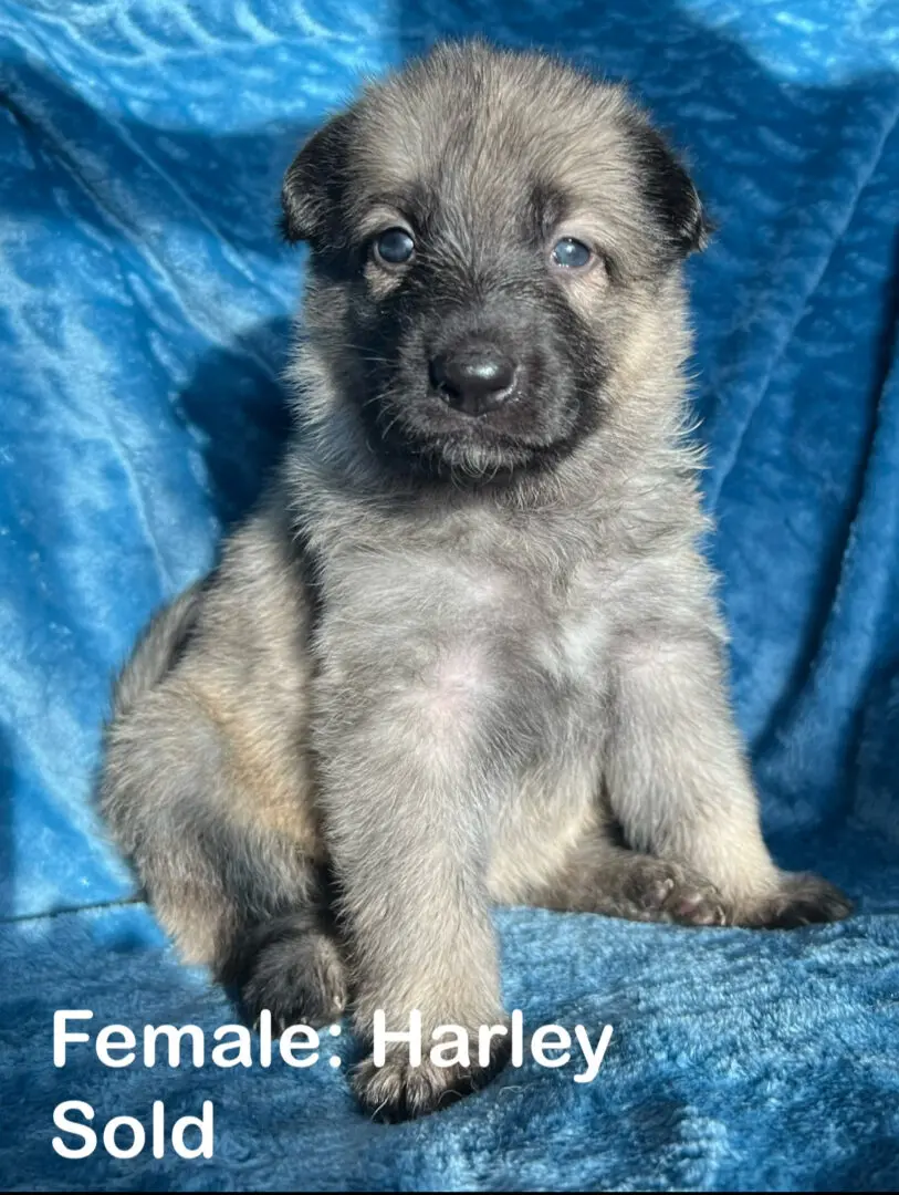 A picture of a puppy that is sitting on the ground.